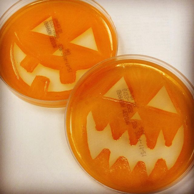 Мікробіолог створює малюнки за допомогою бактерій - фото 300537