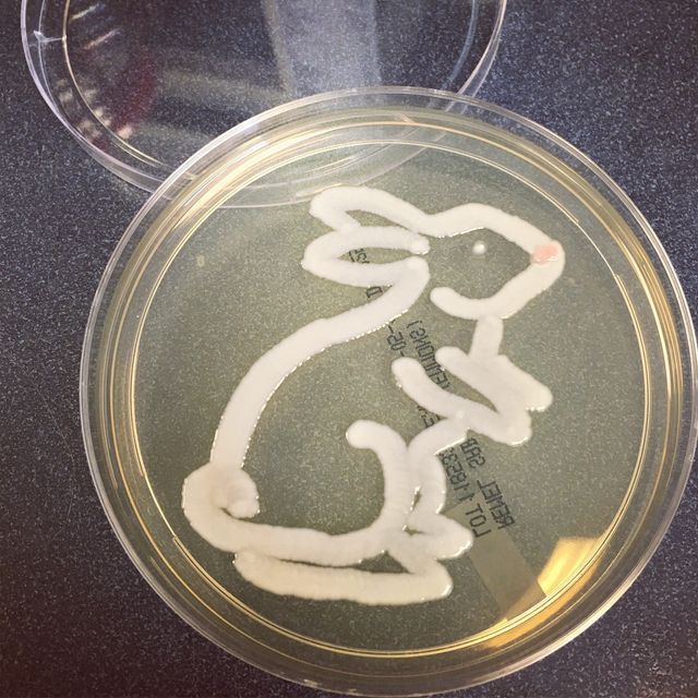 Мікробіолог створює малюнки за допомогою бактерій - фото 300539