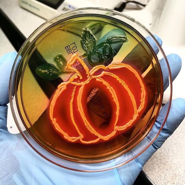 Мікробіолог створює малюнки за допомогою бактерій - фото 300540