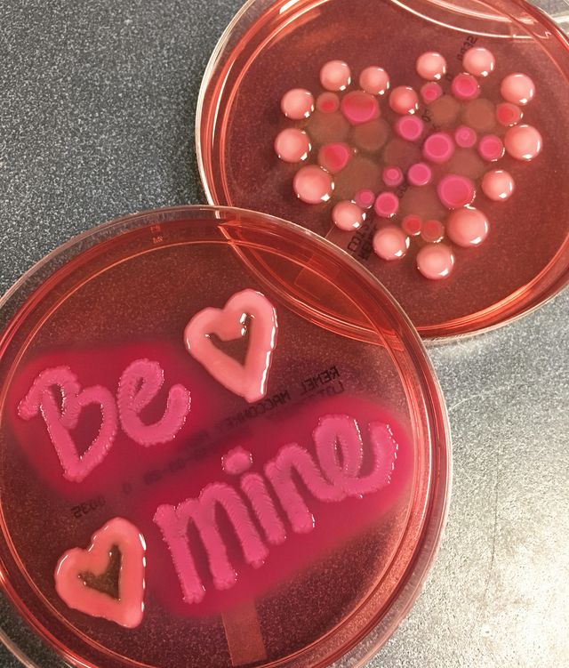 Мікробіолог створює малюнки за допомогою бактерій - фото 300543