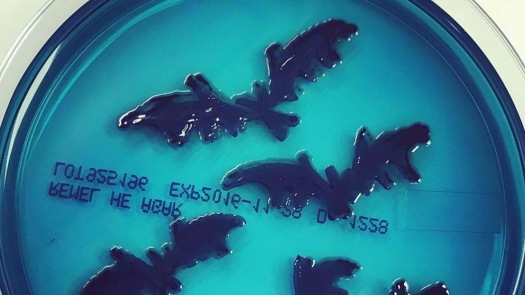 Мікробіолог створює малюнки за допомогою бактерій