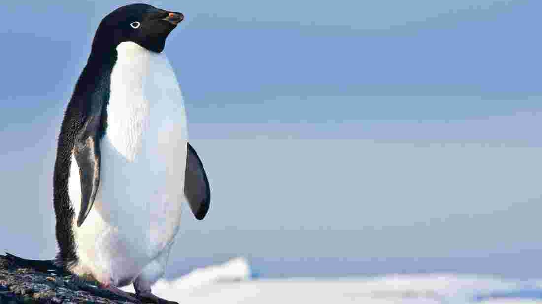 Площа льоду в Антарктиці досягла рекордно низького показника