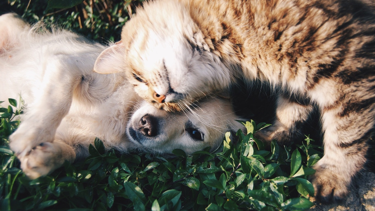 Дружба кота та собаки - фото 1