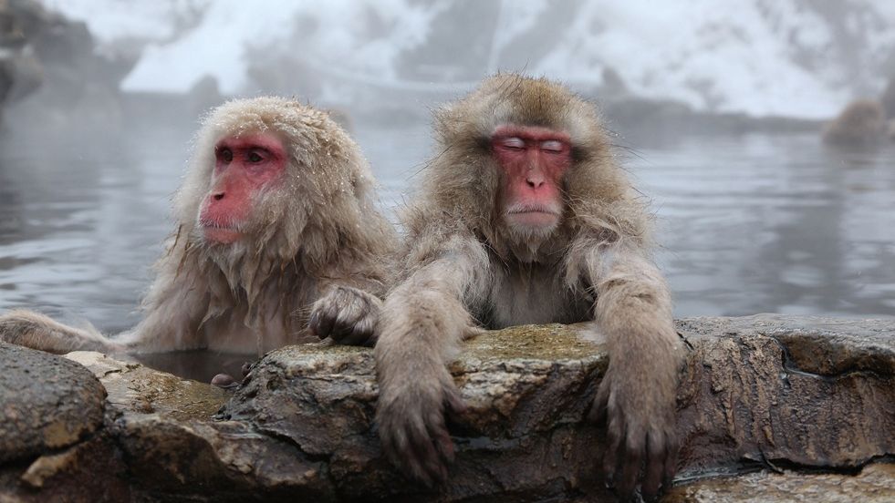 Як мавпи в Японії реагують на сніг: кумедне відео