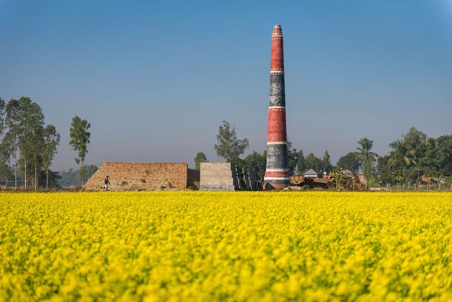 Жовтий океан: казкові фото гірчичного поля у Бангладеші - фото 301396