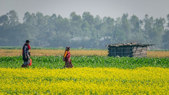Жовтий океан: казкові фото гірчичного поля у Бангладеші - фото 301404