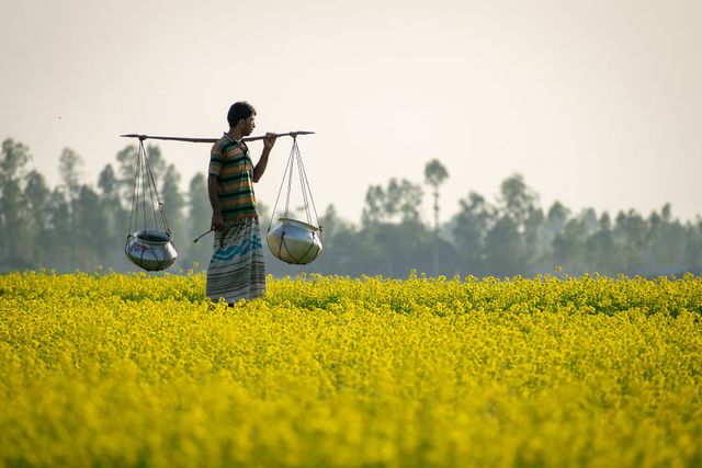 Жовтий океан: казкові фото гірчичного поля у Бангладеші - фото 301405