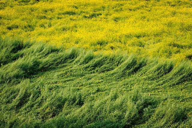 Жовтий океан: казкові фото гірчичного поля у Бангладеші - фото 301407