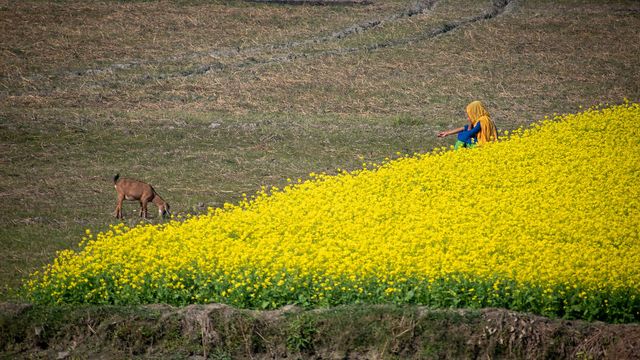 Жовтий океан: казкові фото гірчичного поля у Бангладеші - фото 301408