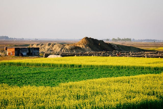 Жовтий океан: казкові фото гірчичного поля у Бангладеші - фото 301410