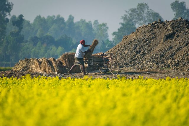Жовтий океан: казкові фото гірчичного поля у Бангладеші - фото 301411