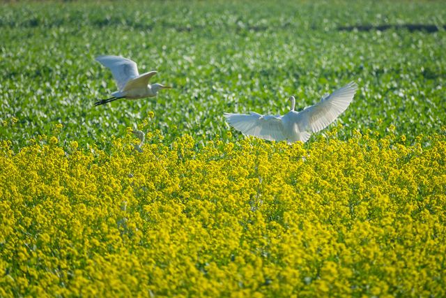 Жовтий океан: казкові фото гірчичного поля у Бангладеші - фото 301412