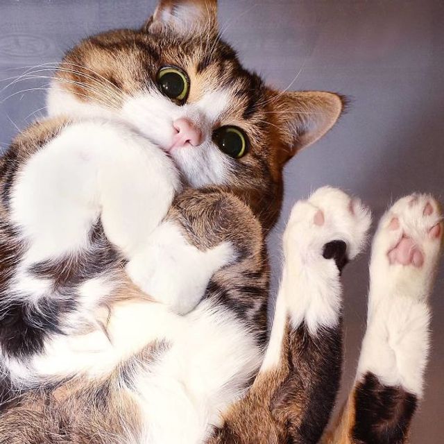 rexiecat - фото 301621