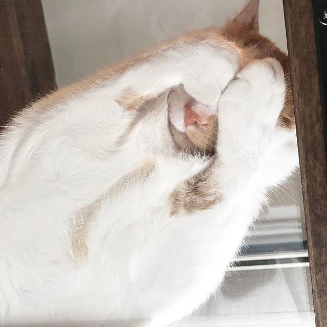 chatoranekogen - фото 301632