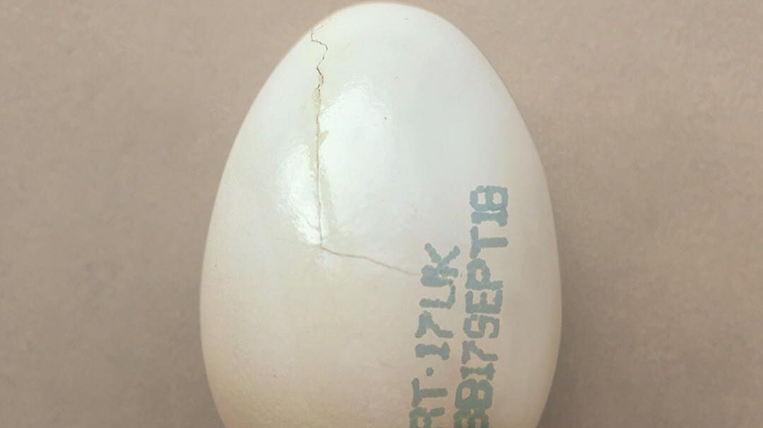 Модний дім Burberry анонсував нову колекцію незвичайним способом