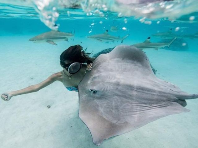 Дівчина-дайвер ділиться в Instagram унікальними знімками акул - фото 301786