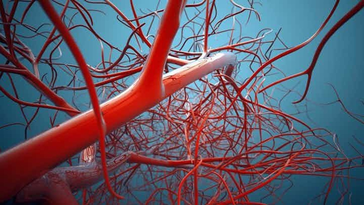 Кровоносні судини людини виростили штучно - фото 1