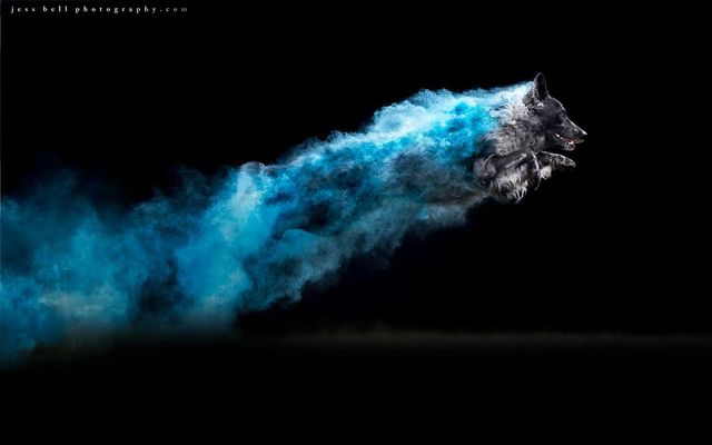 Фантастичні звірі: незвичайні фото собак від Джесса Белла - фото 302294