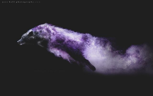 Фантастичні звірі: незвичайні фото собак від Джесса Белла - фото 302300