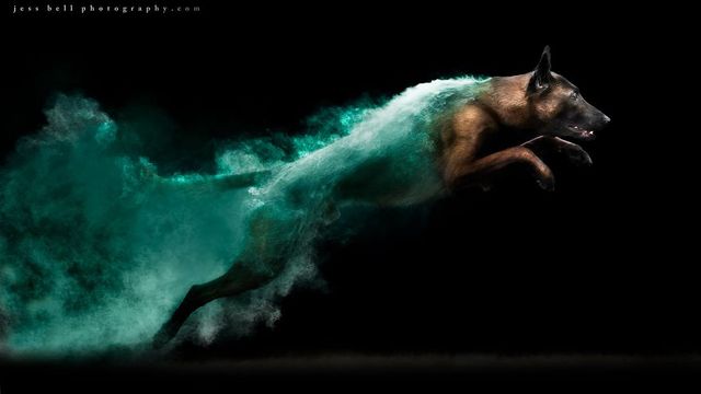 Фантастичні звірі: незвичайні фото собак від Джесса Белла - фото 302301