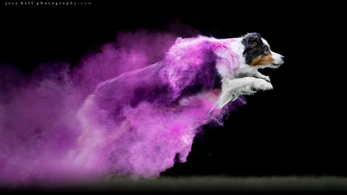 Фантастичні собаки в об'єктиві Джесса Белла - фото 1