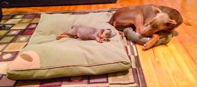 Ці зворушливі знімки повернуть вам віру у добро - фото 302696