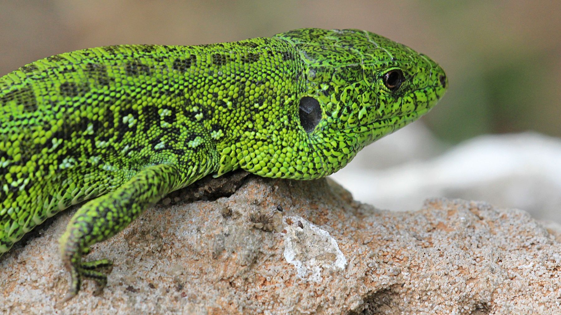 Вчених вразила ящірка-мутант: відеофакт