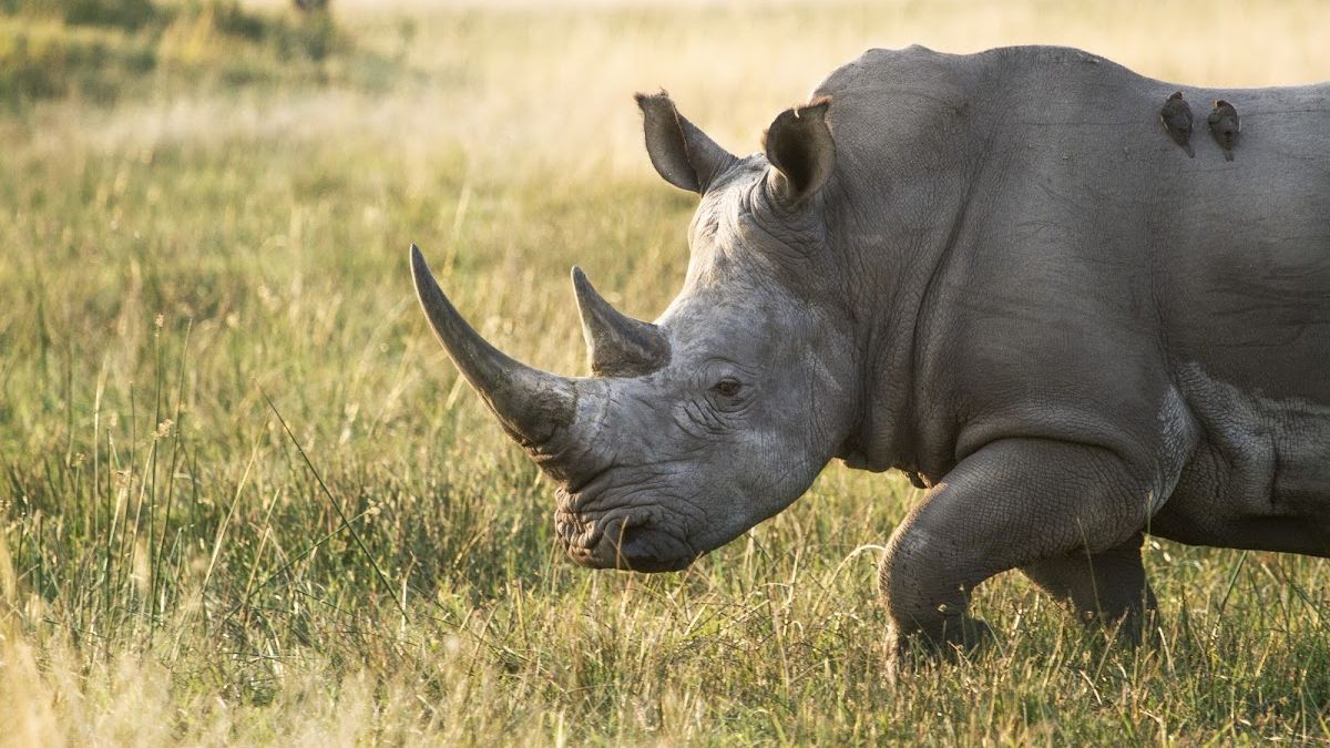 Носоріг протаранив автомобіль - фото 1