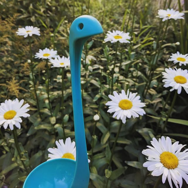 Жінка завела Instagram для черпака і прославилася- фото 303245