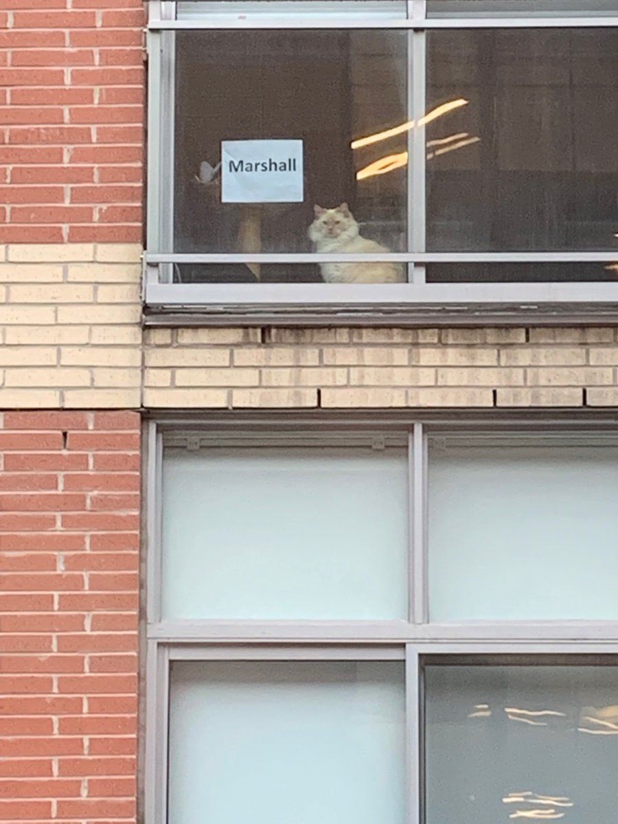 Як канадійка спілкується з котом-сусідом - фото 1