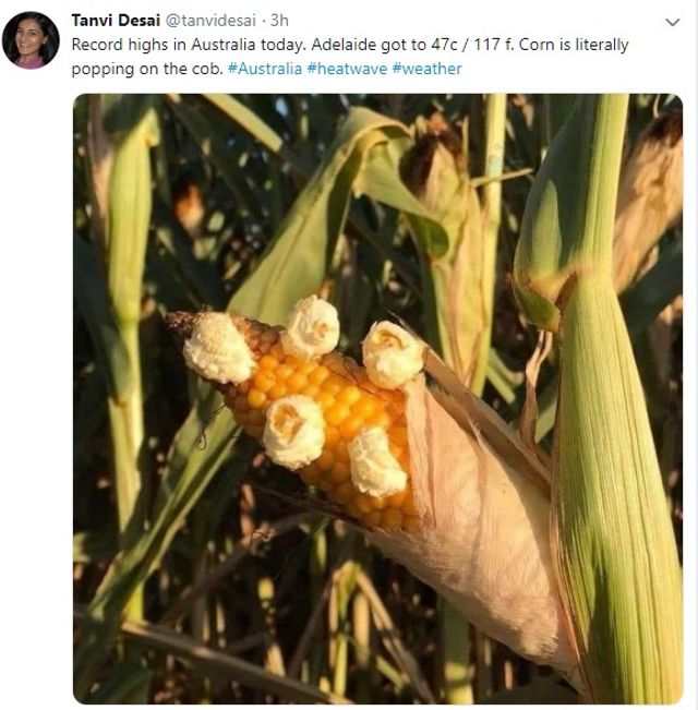 В Австралії прийшла рекордна спека - фото 303352