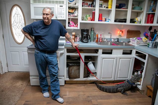 Алігатор Воллі поводиться як маленьке щеня - фото 303528