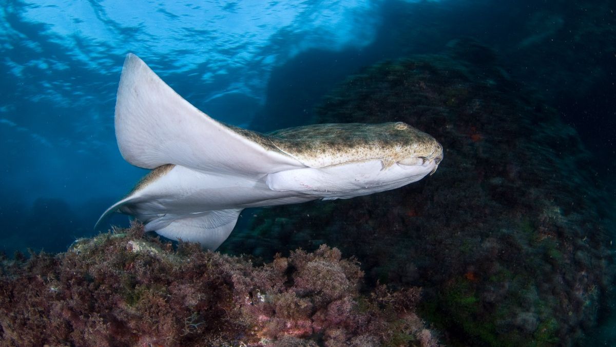 Рідкісну акулу-ангела помітили біля узбережжя Уельсу