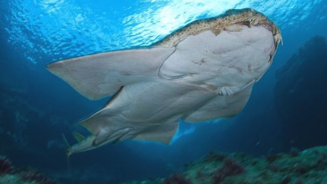 Акула-ангел - фото 303534