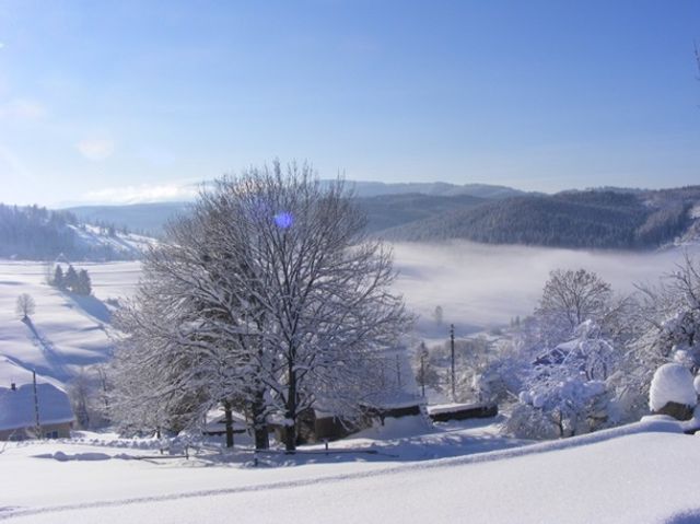 Карпати замело снігом: казкові фото - фото 303597