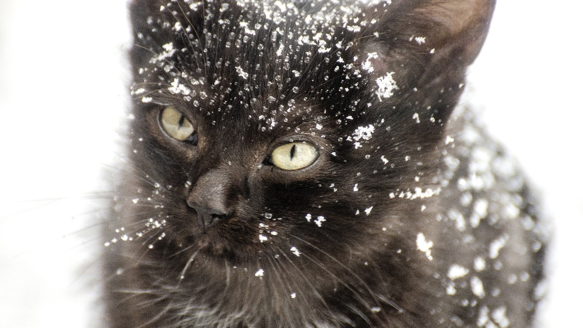 Кіт грається у снігу - фото 1