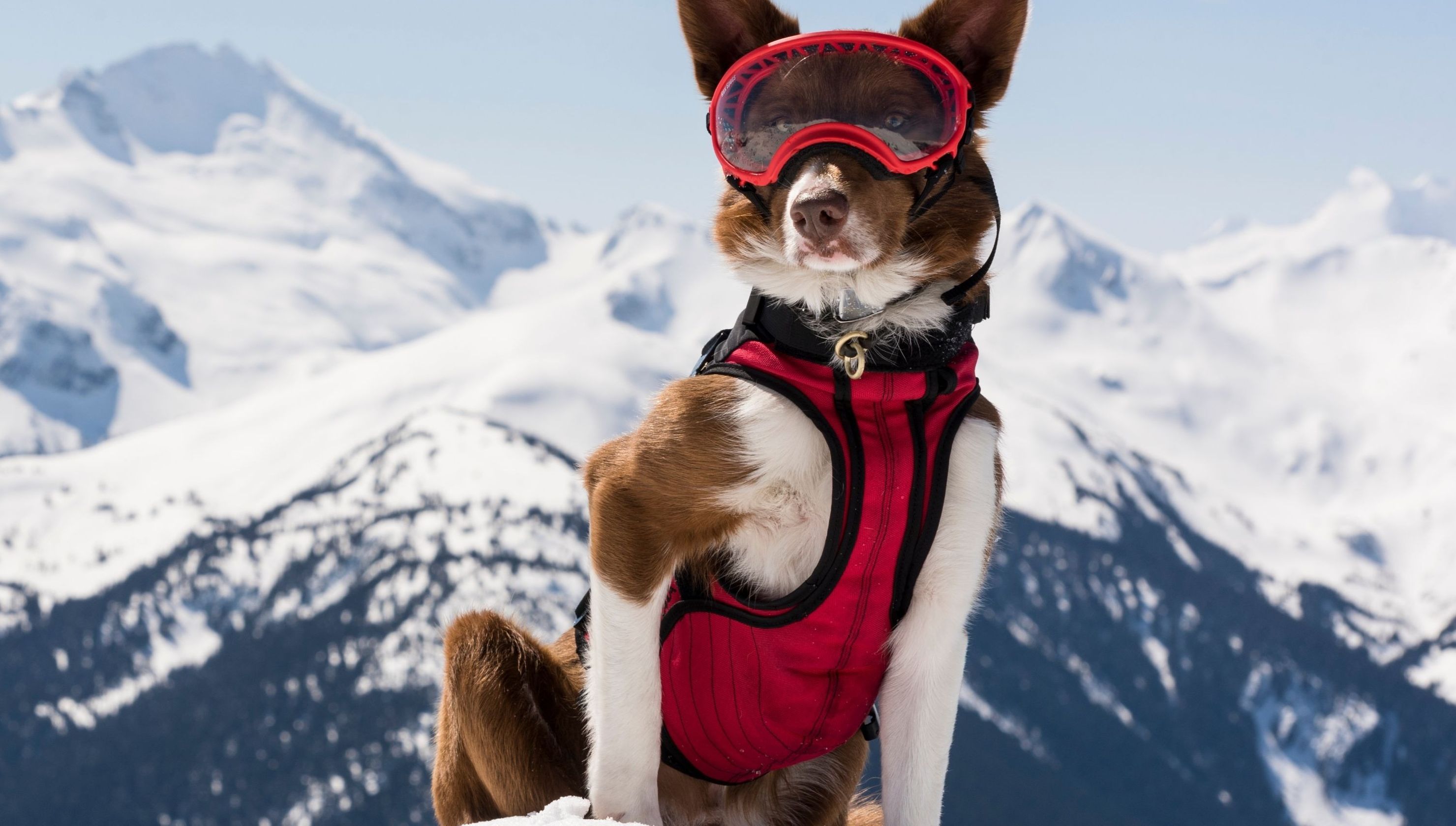 Фільм про суперсобак покажуть навесні 2019 року - фото 1