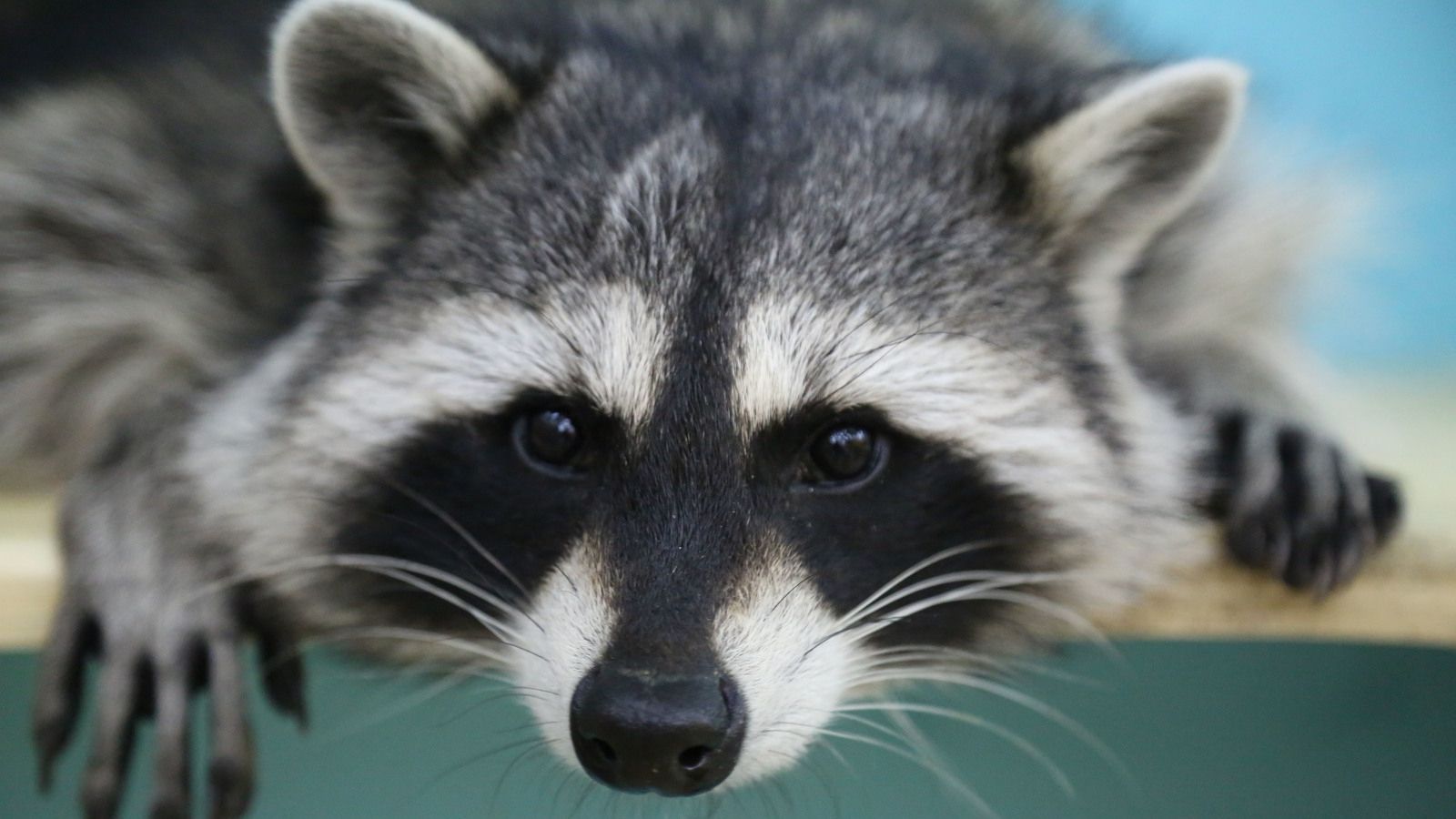 У Канаді помітили рідкісного єнота - фото 1