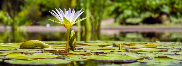 Швеція повністю перейде на електромобілі- фото 304019