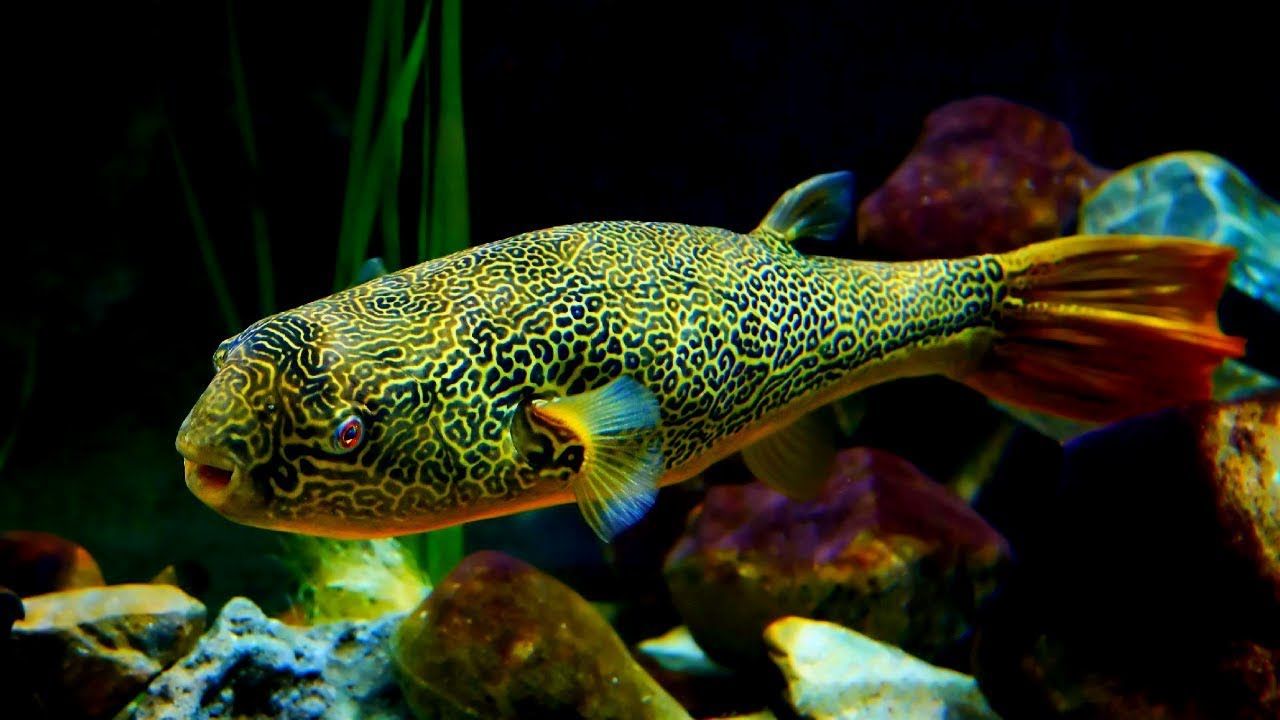 Риба фугу - фото 1