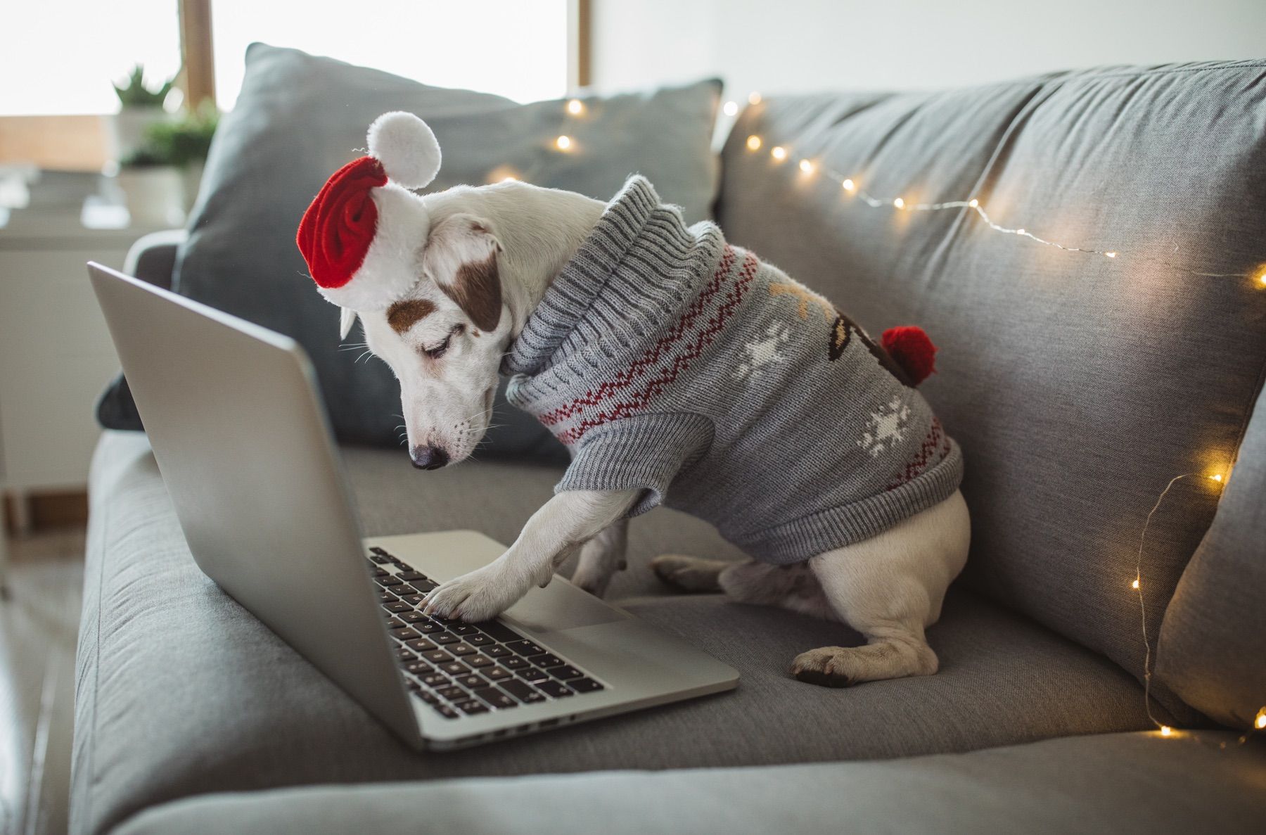 Як виглядає портрет типового українського інтернет-покупця: інфографіка