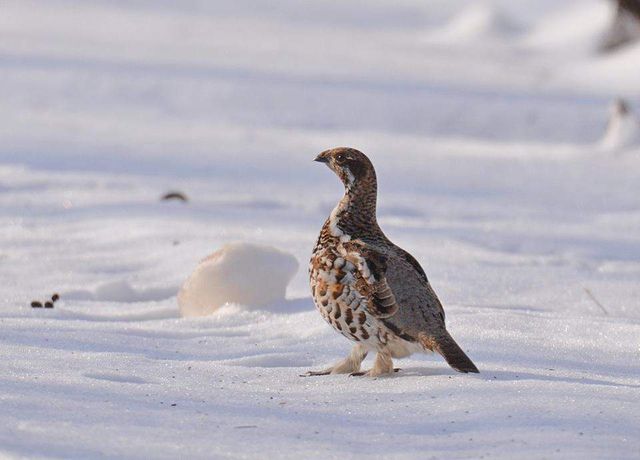Як живуть дикі тварини у засніженому Чорнобилі - фото 304216