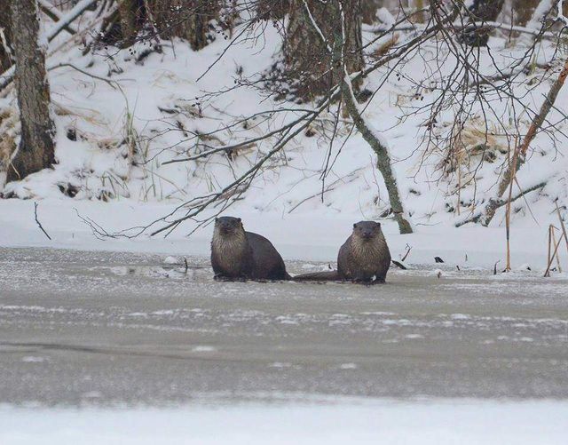 Як живуть дикі тварини у засніженому Чорнобилі - фото 304217