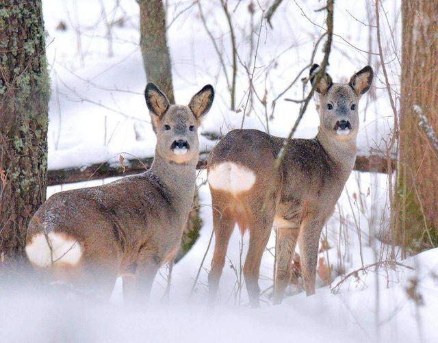 Як живуть дикі тварини у засніженому Чорнобилі - фото 304218