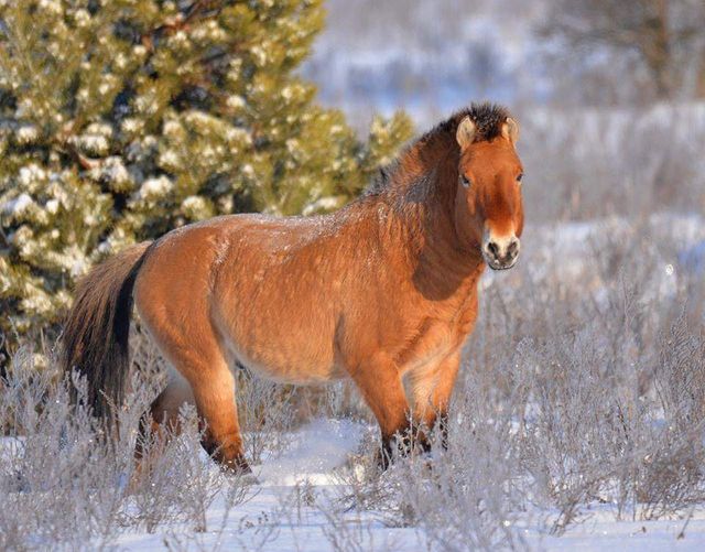 Як живуть дикі тварини у засніженому Чорнобилі - фото 304219