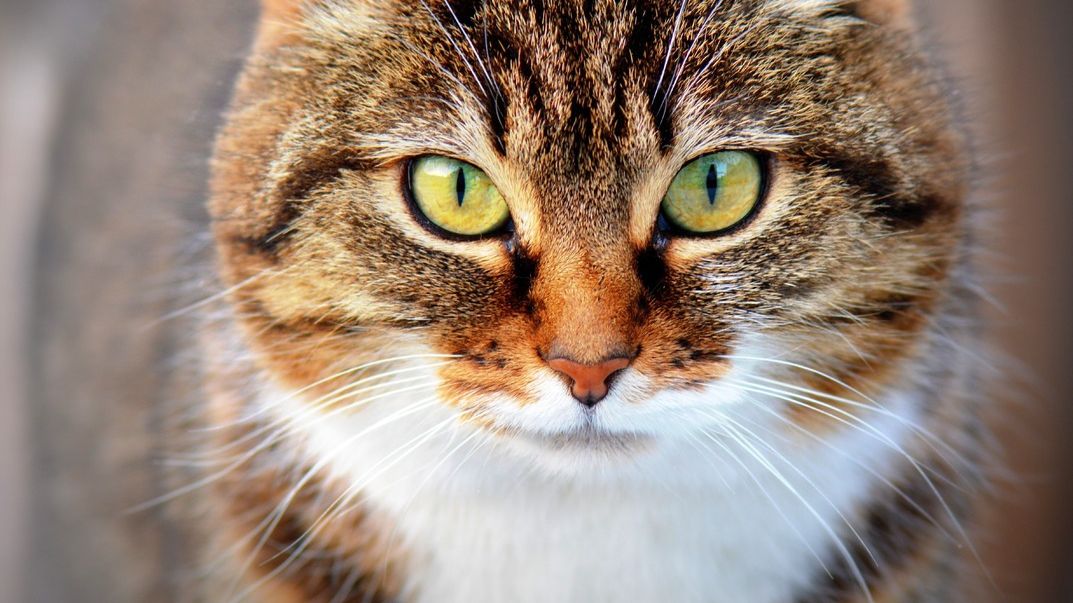 Кіт обдурив власницю - фото 1