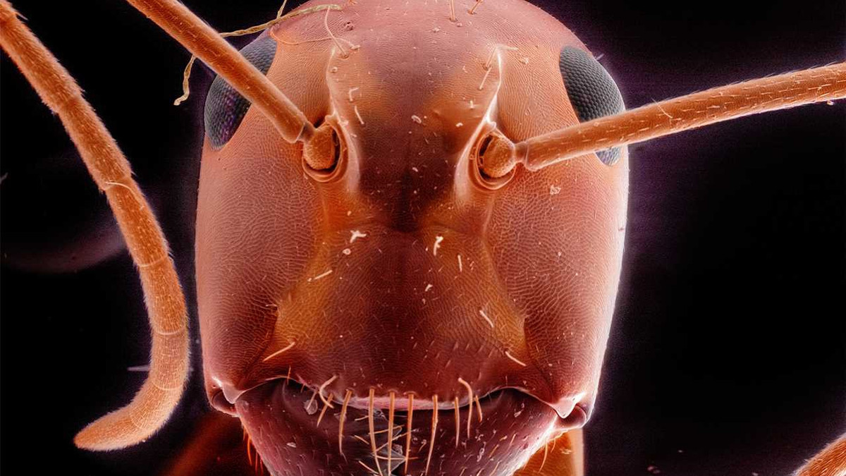 Під мікроскопом кольори і обриси комах наповнюються життям - фото 1