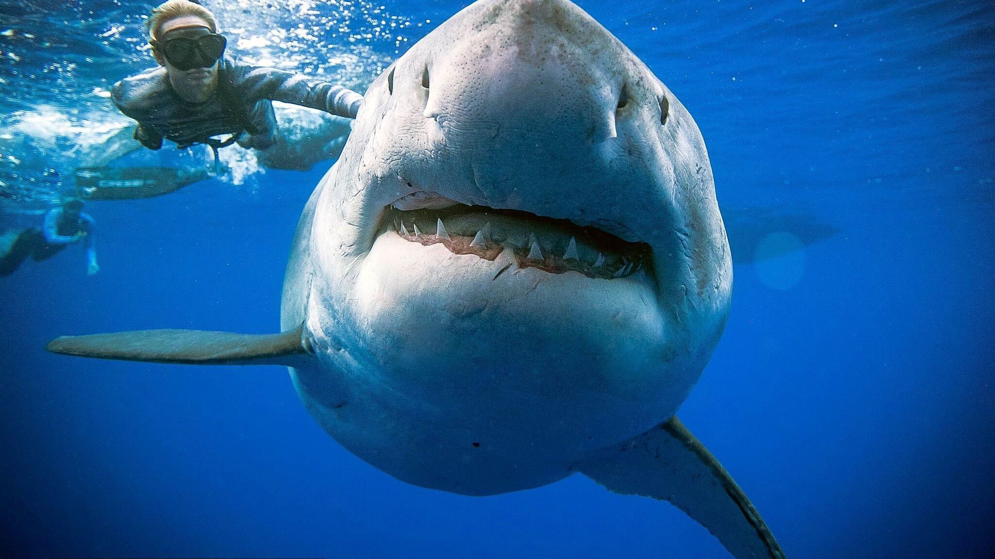 Очевидці помітили одну з найбільших білих акул в історії