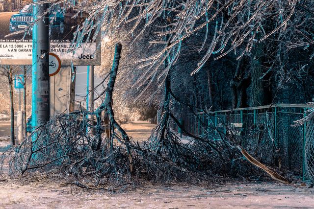 Крижана буря у Бухаресті: вражаючі фото замерзлого міста - фото 304351