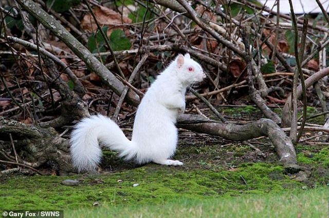 Рідкісна білка-альбінос - фото 304557